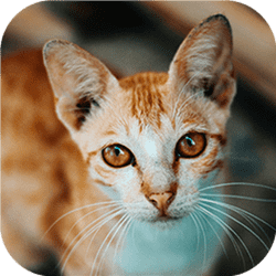 Cat-tastic Puzzle Challenge Game